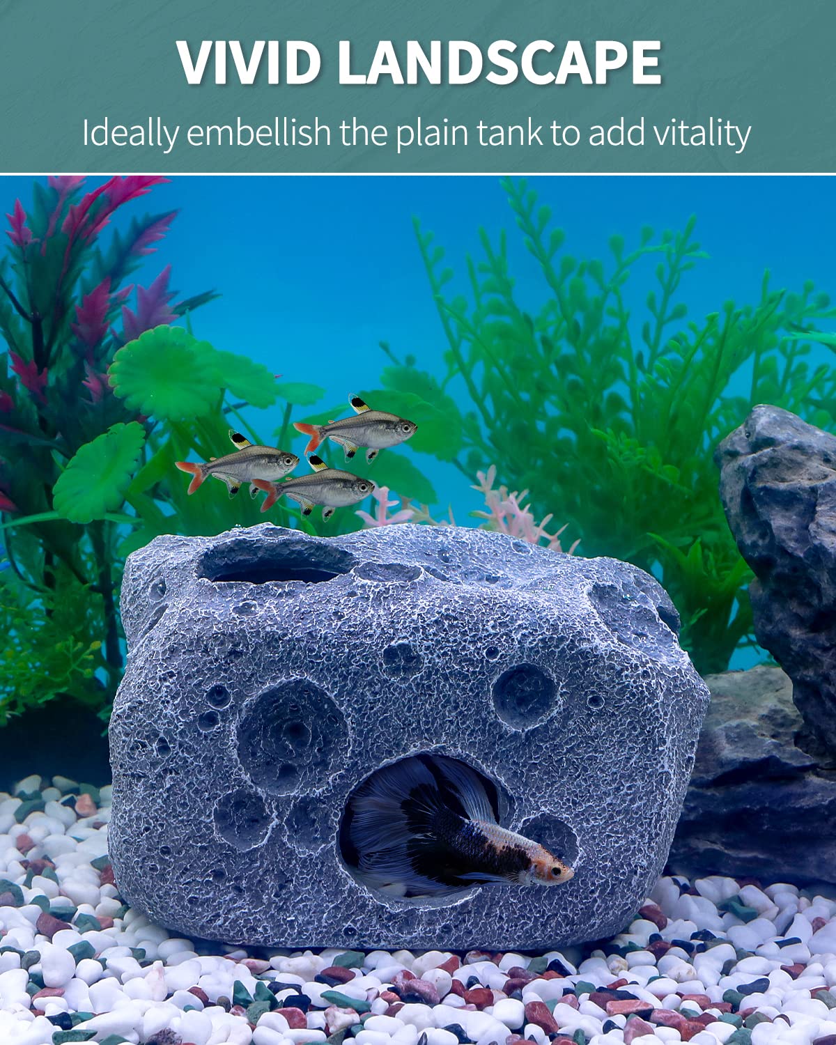 Your one-stop shop for diverse, top-quality aquarium supplies and accessories