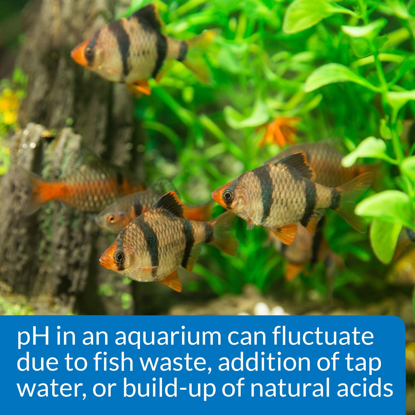 Your one-stop shop for diverse, top-quality aquarium supplies and accessories