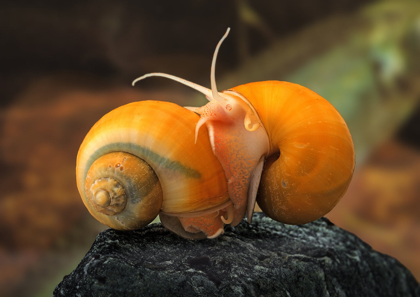 Your one-stop shop for diverse, top-quality aquarium supplies and accessories