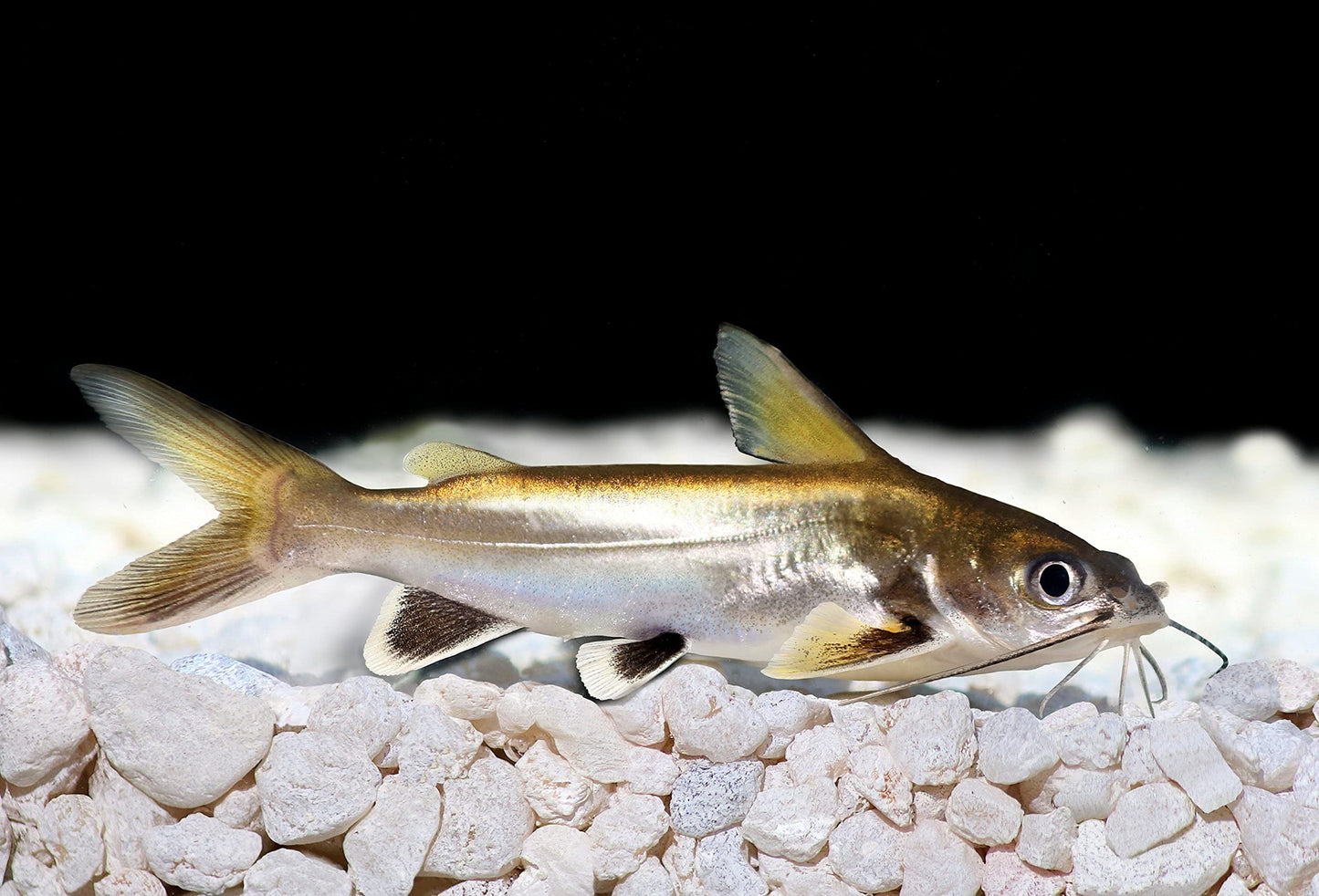 Your one-stop shop for diverse, top-quality aquarium supplies and accessories