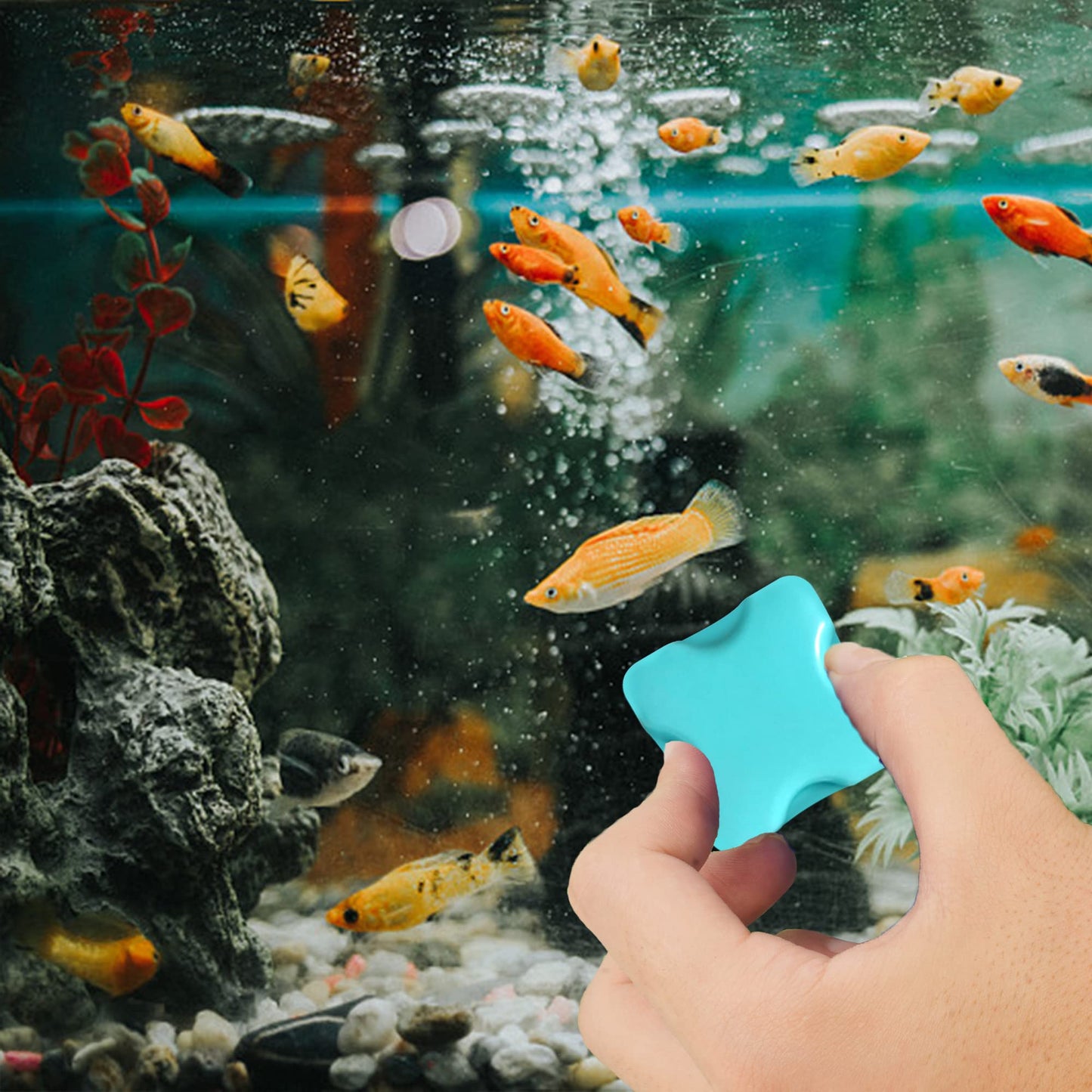Your one-stop shop for diverse, top-quality aquarium supplies and accessories