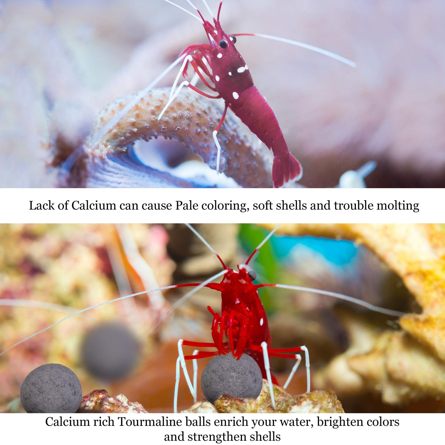 Your one-stop shop for diverse, top-quality aquarium supplies and accessories