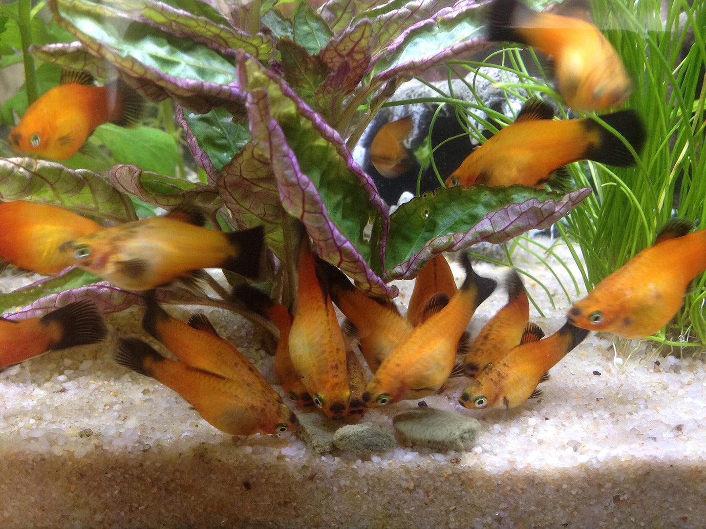 Your one-stop shop for diverse, top-quality aquarium supplies and accessories