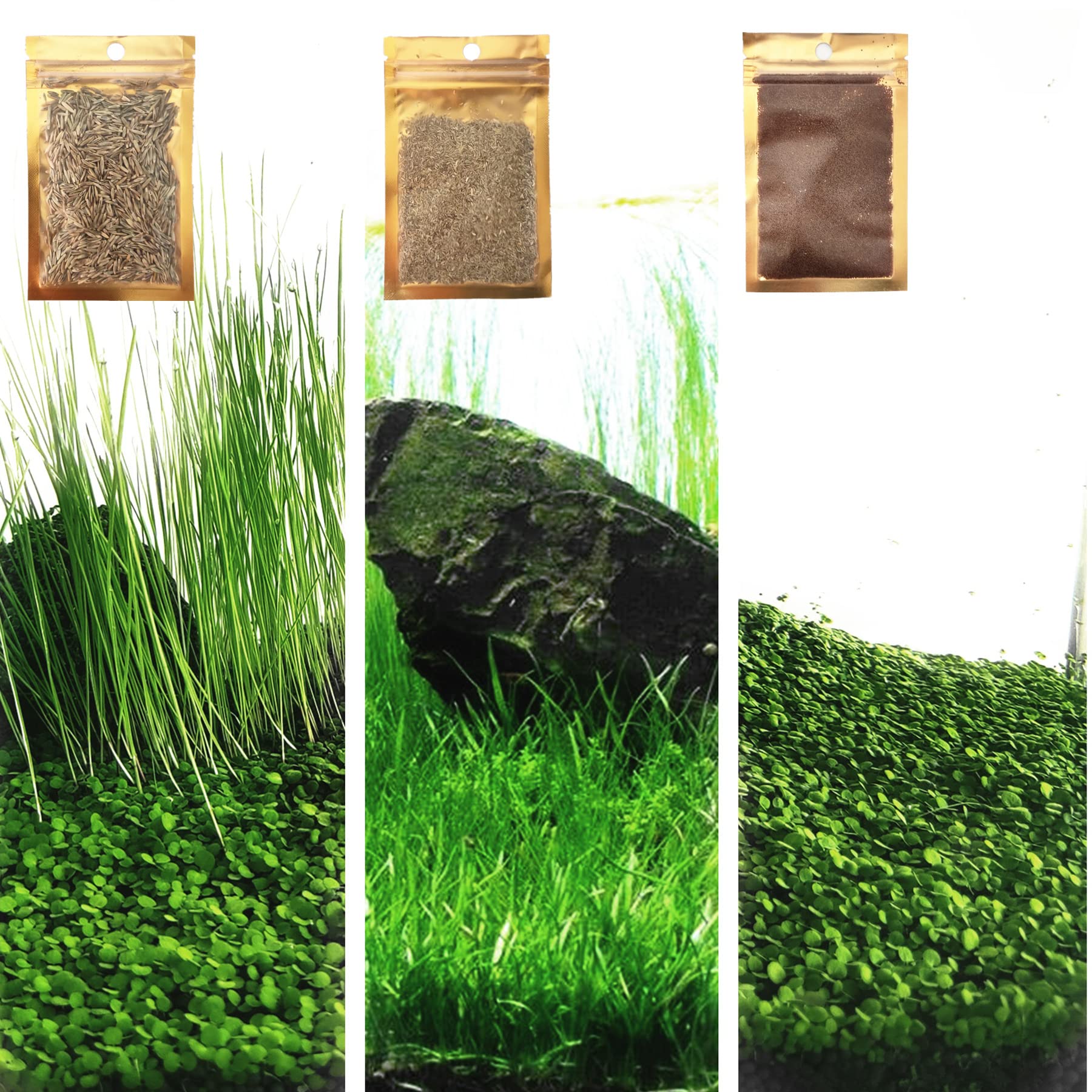 live plants seeds for aquarium ZUQOVI qqq 3 Fresh Water Live Plant Seeds for Aquarium and Fish Tank, –  Supply AG
