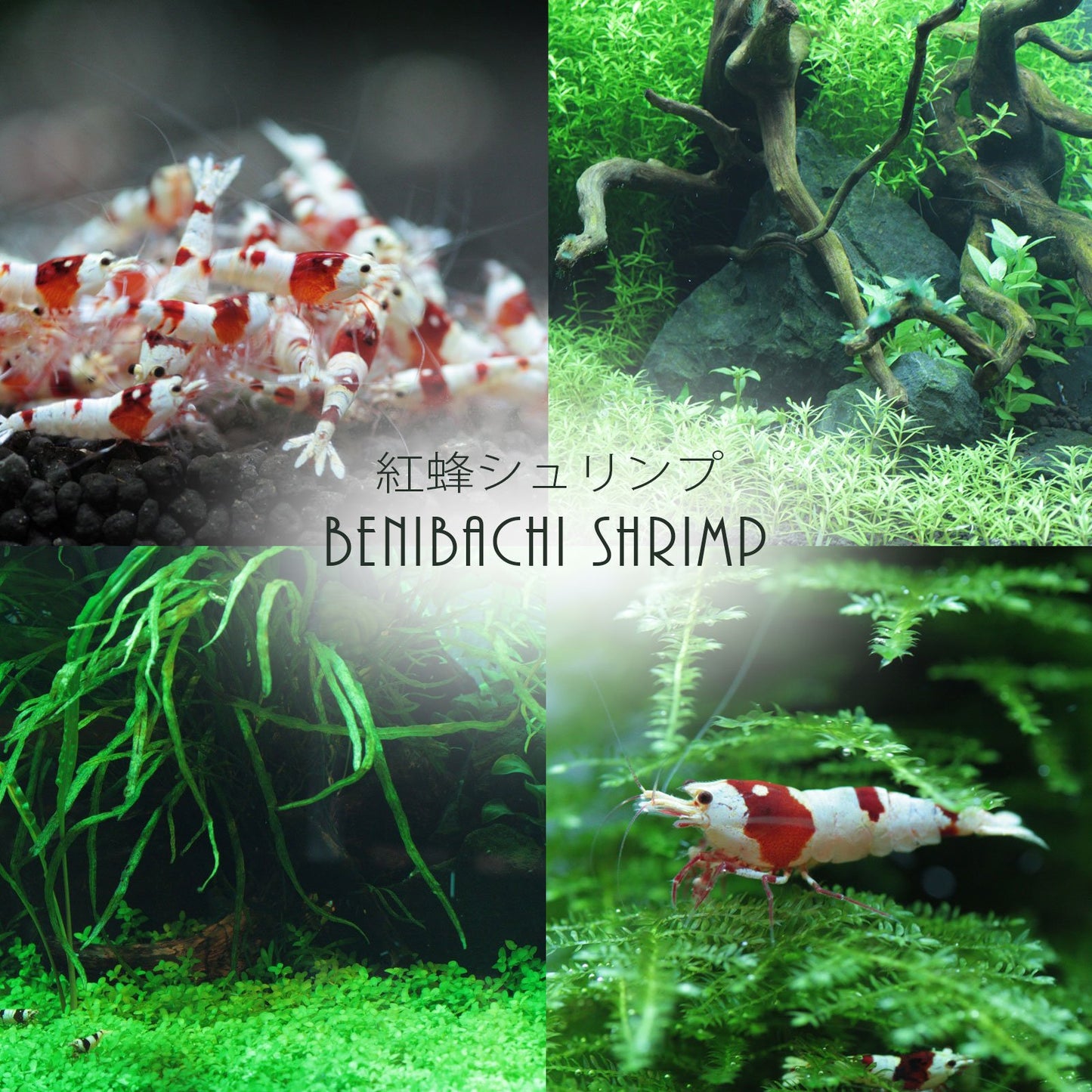 Your one-stop shop for diverse, top-quality aquarium supplies and accessories