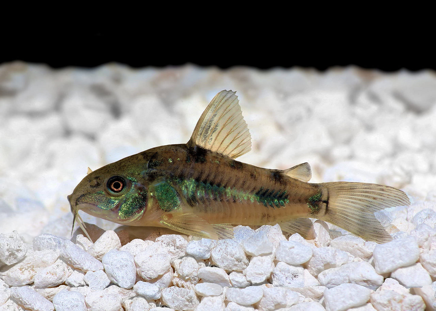 Your one-stop shop for diverse, top-quality aquarium supplies and accessories