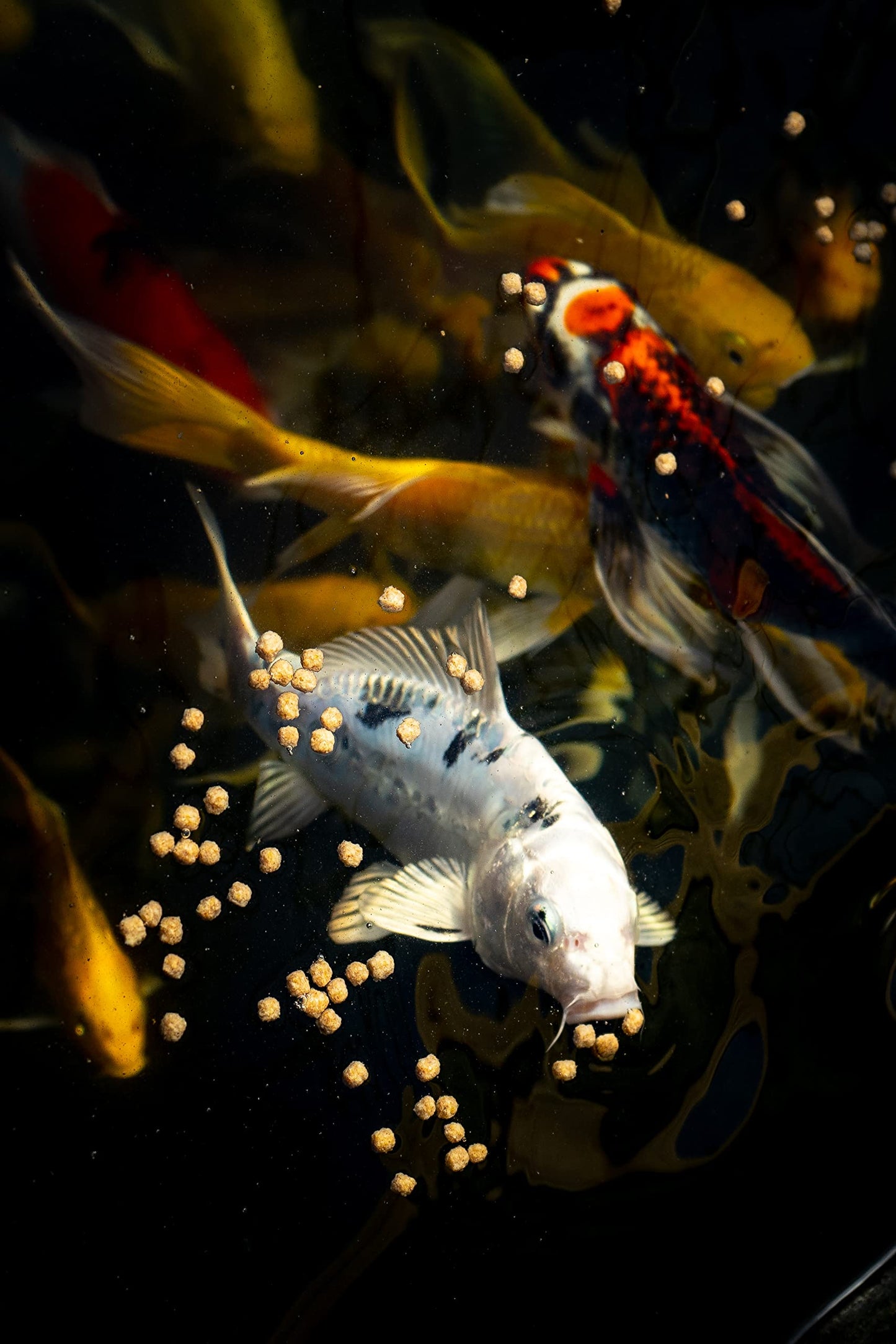 Your one-stop shop for diverse, top-quality aquarium supplies and accessories