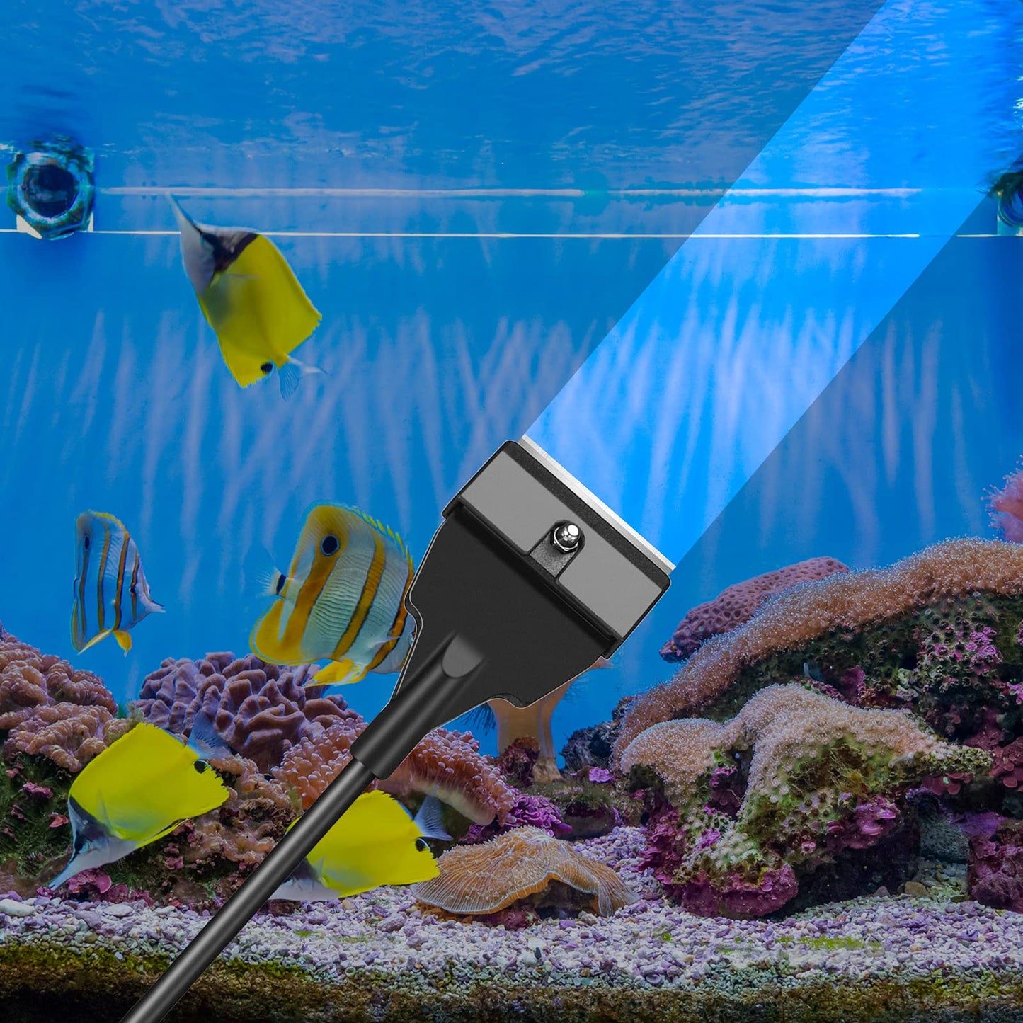 Your one-stop shop for diverse, top-quality aquarium supplies and accessories