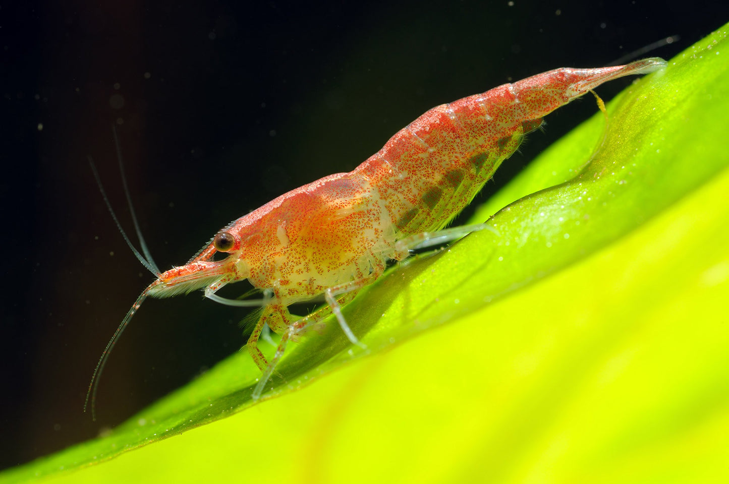 Your one-stop shop for diverse, top-quality aquarium supplies and accessories