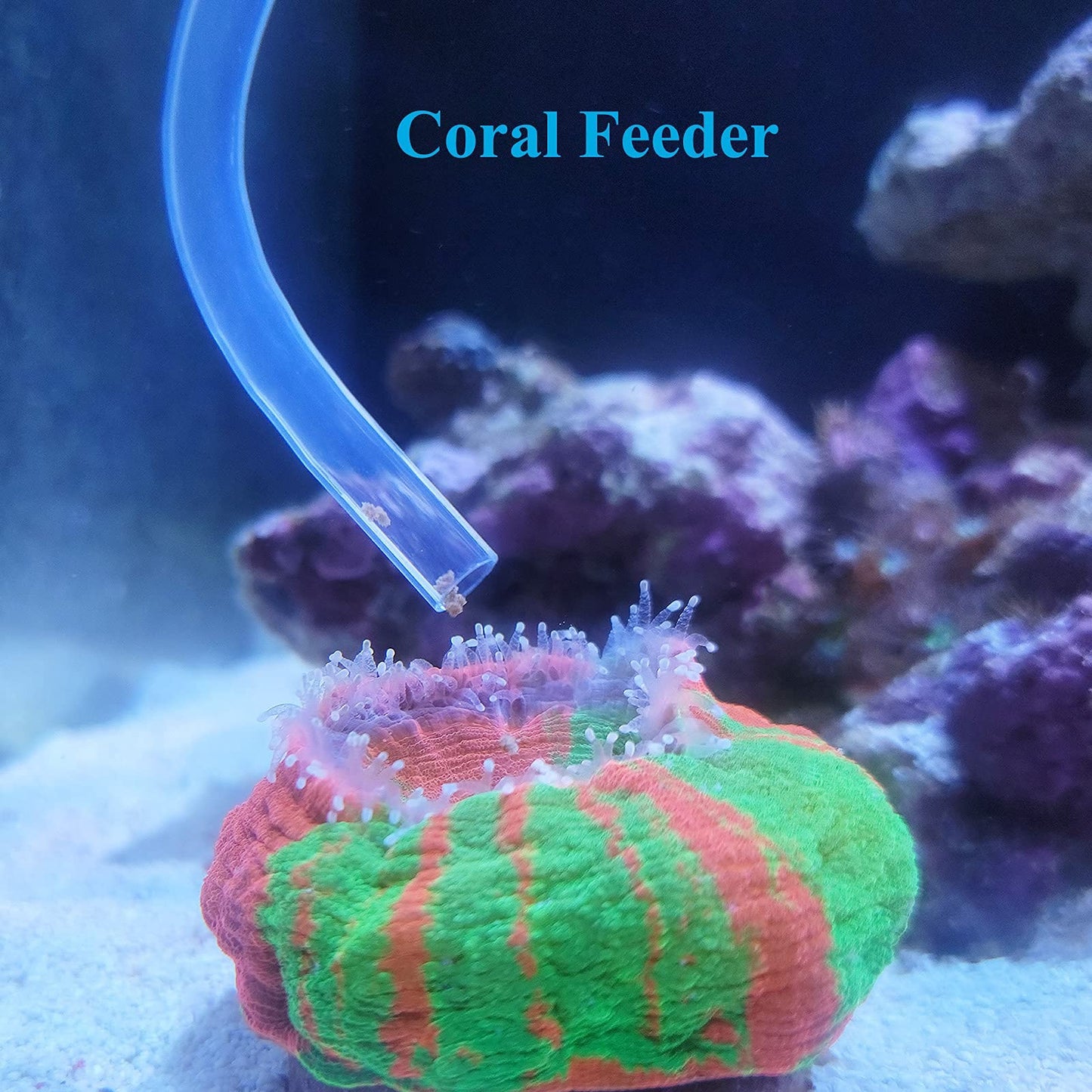 Your one-stop shop for diverse, top-quality aquarium supplies and accessories