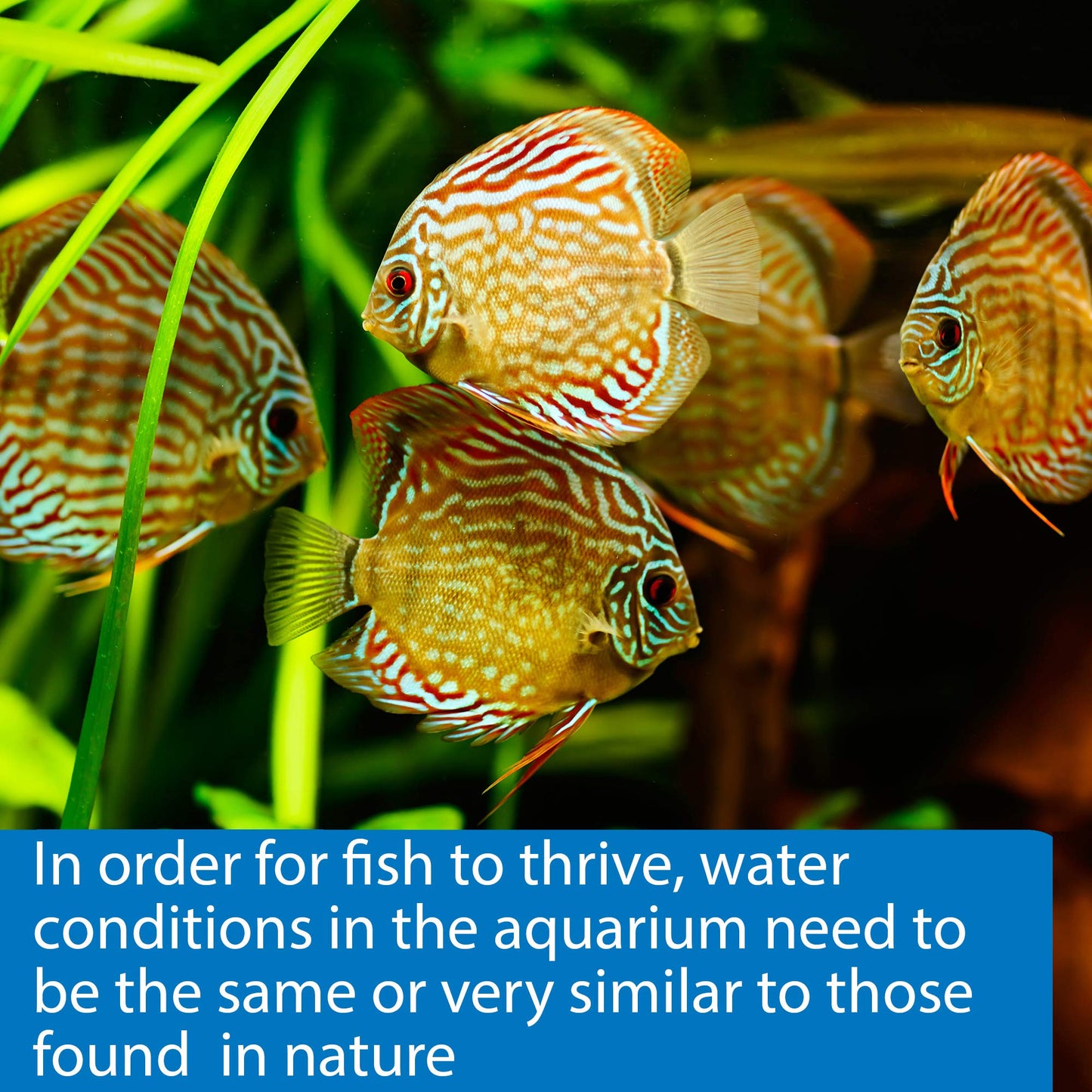 Your one-stop shop for diverse, top-quality aquarium supplies and accessories