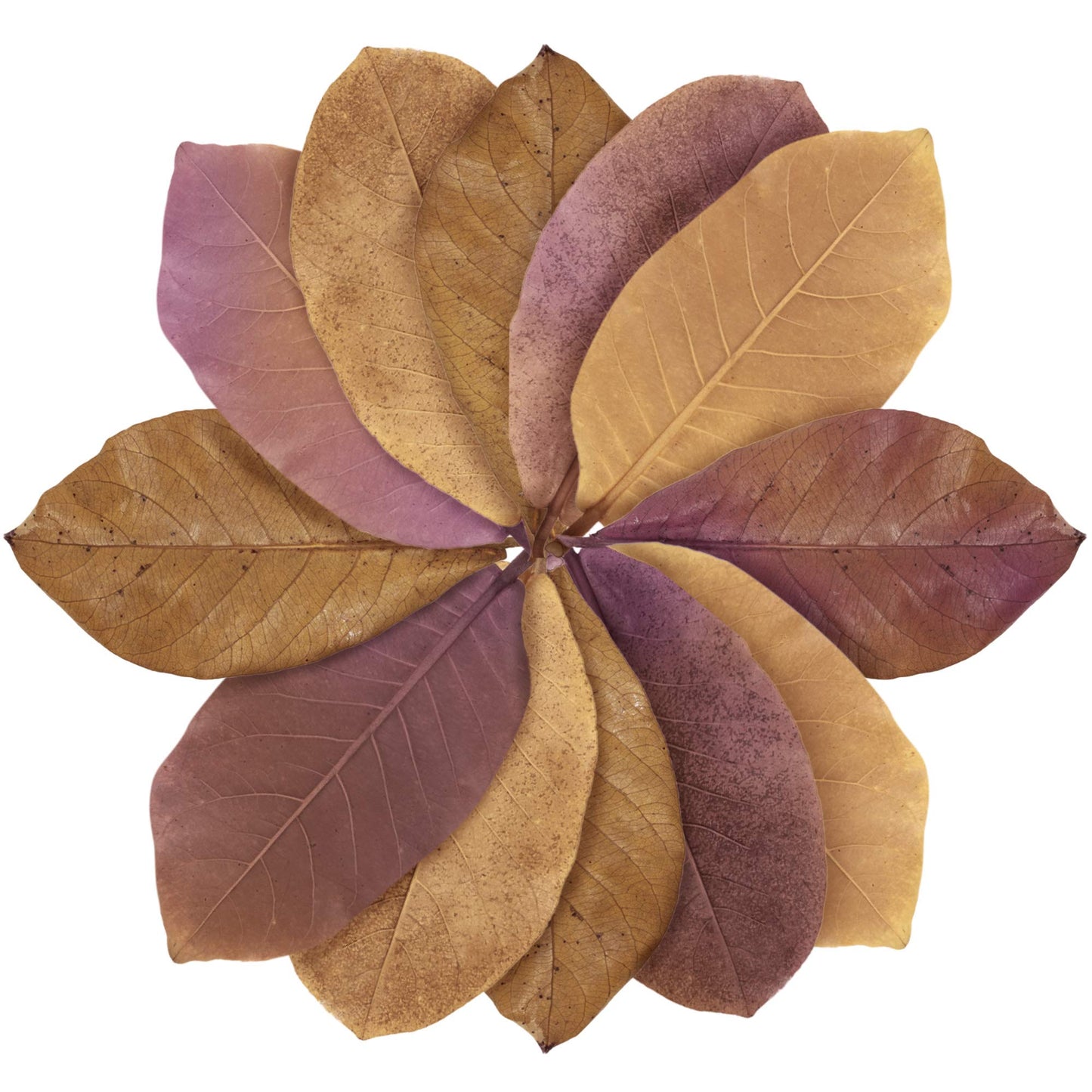 Your one-stop shop for diverse, top-quality aquarium supplies and accessories