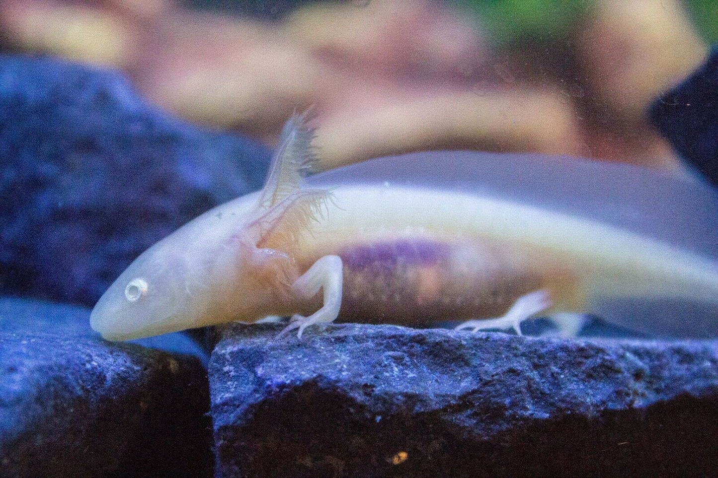 Your one-stop shop for diverse, top-quality aquarium supplies and accessories