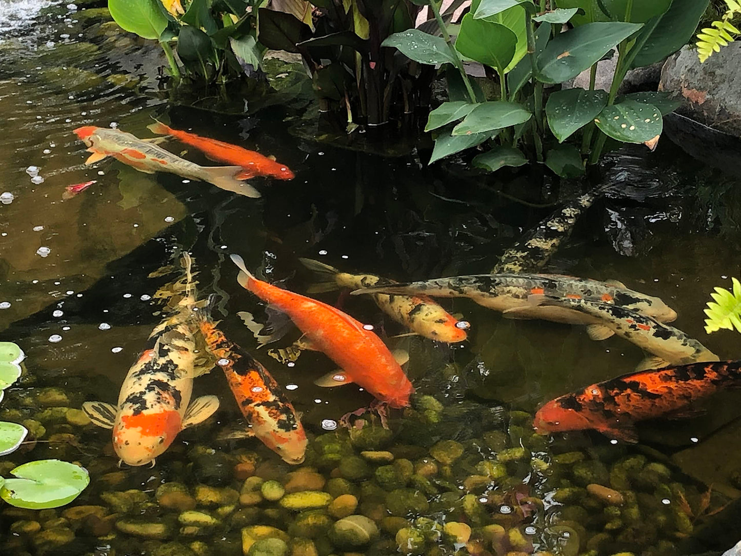 Your one-stop shop for diverse, top-quality aquarium supplies and accessories