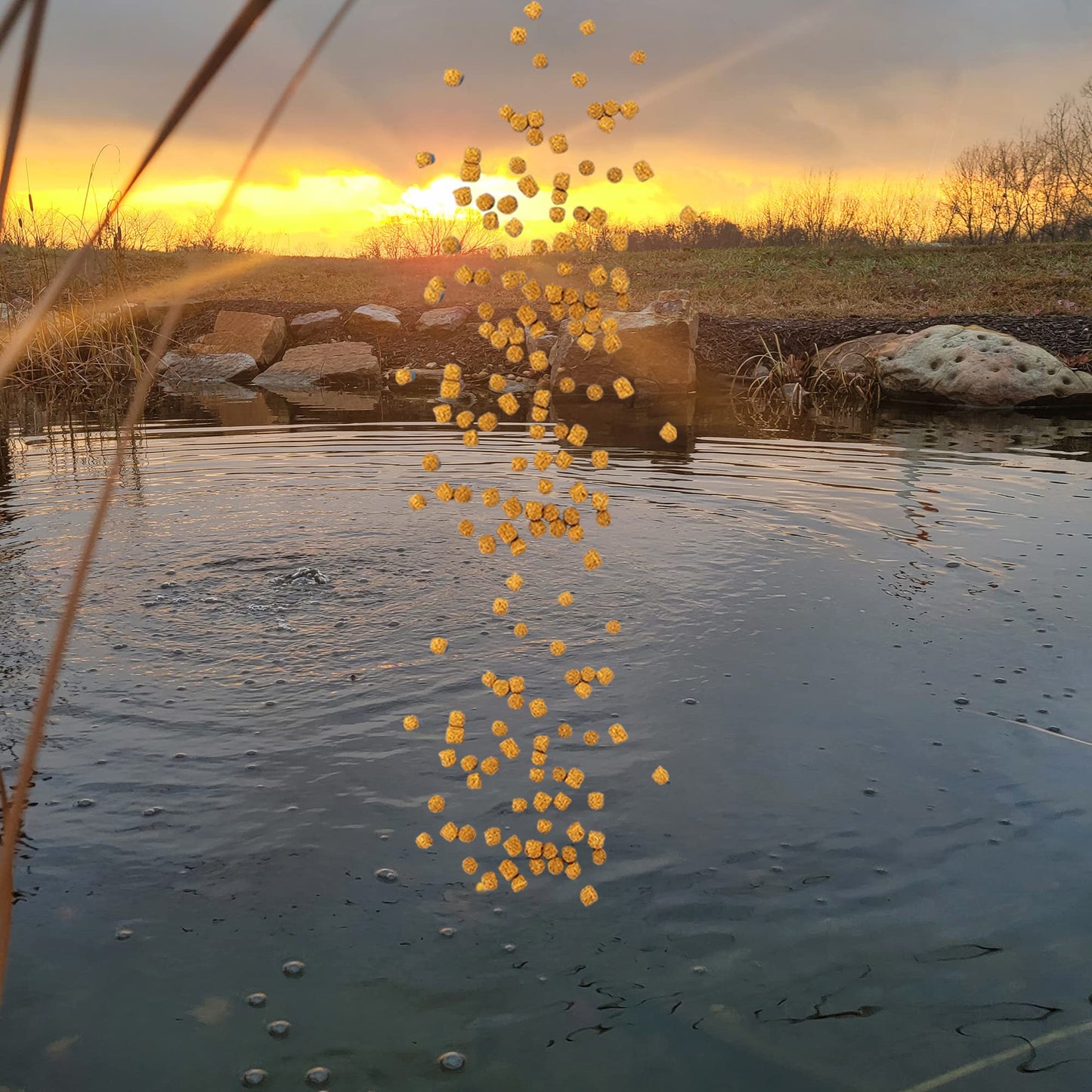 Your one-stop shop for diverse, top-quality aquarium supplies and accessories