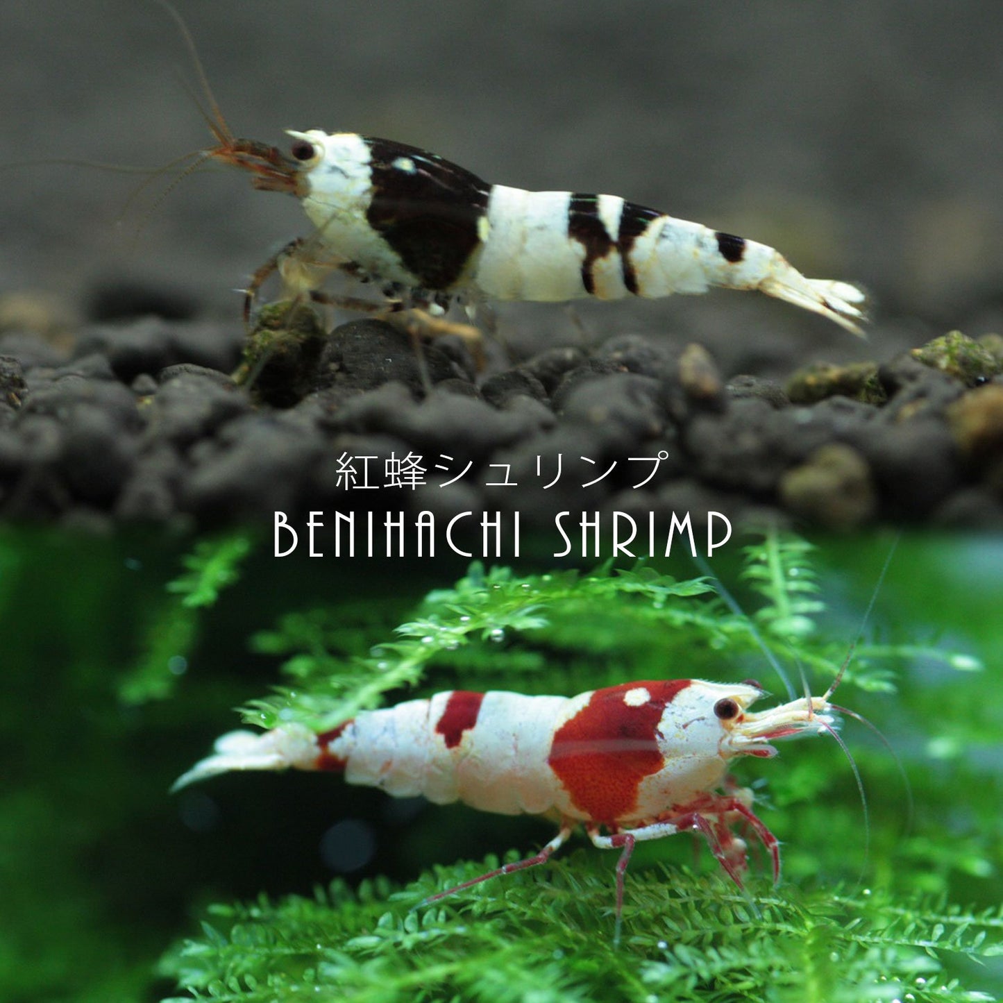 Your one-stop shop for diverse, top-quality aquarium supplies and accessories