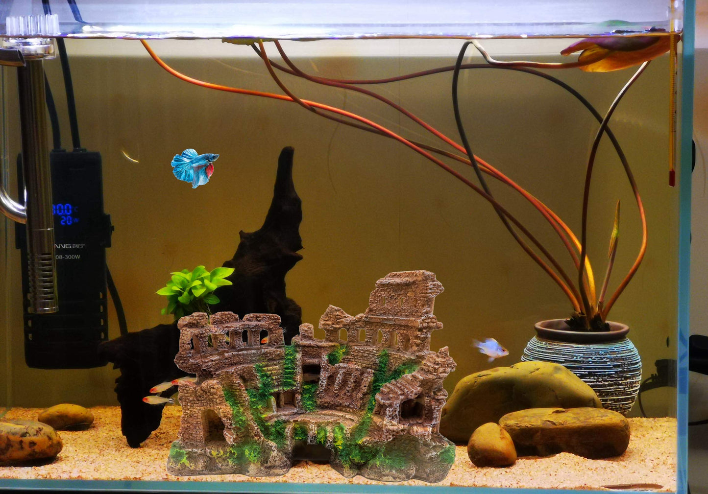 Your one-stop shop for diverse, top-quality aquarium supplies and accessories