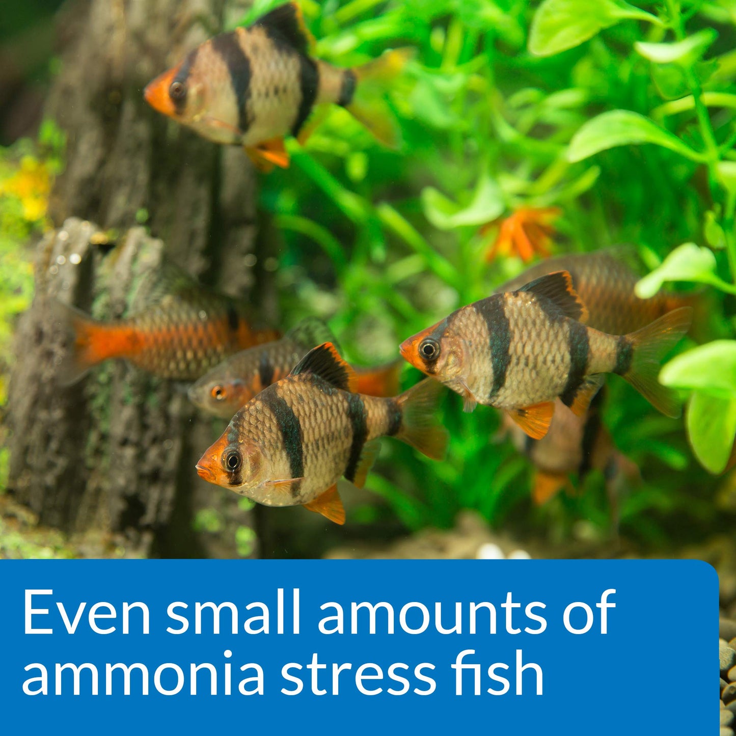 Your one-stop shop for diverse, top-quality aquarium supplies and accessories