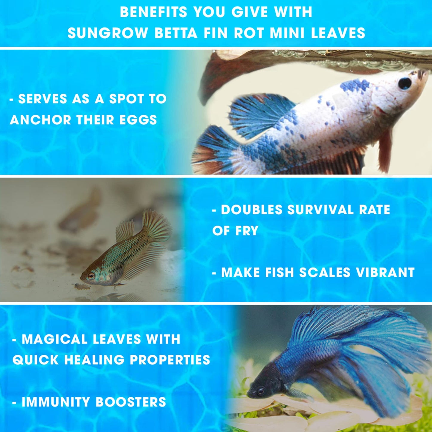 Your one-stop shop for diverse, top-quality aquarium supplies and accessories