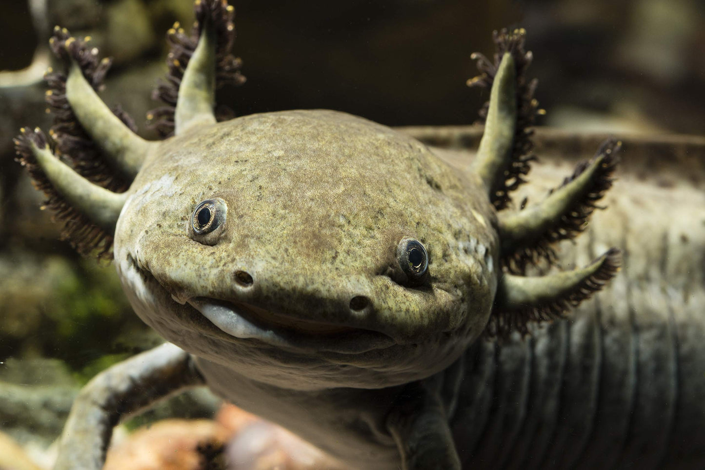 Your one-stop shop for diverse, top-quality aquarium supplies and accessories