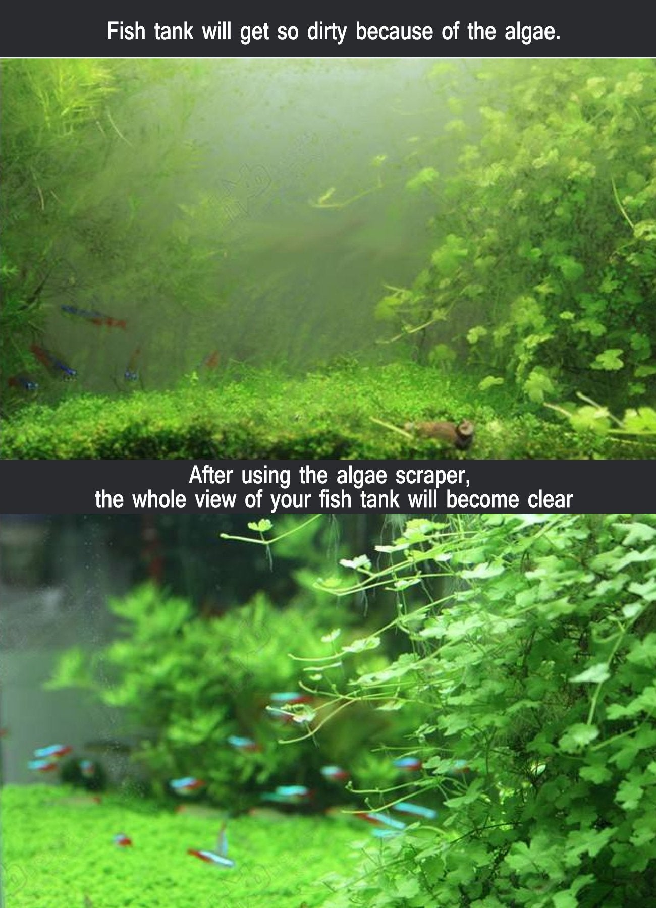 Your one-stop shop for diverse, top-quality aquarium supplies and accessories