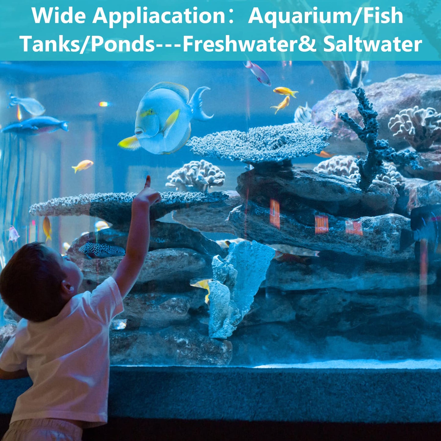 Your one-stop shop for diverse, top-quality aquarium supplies and accessories