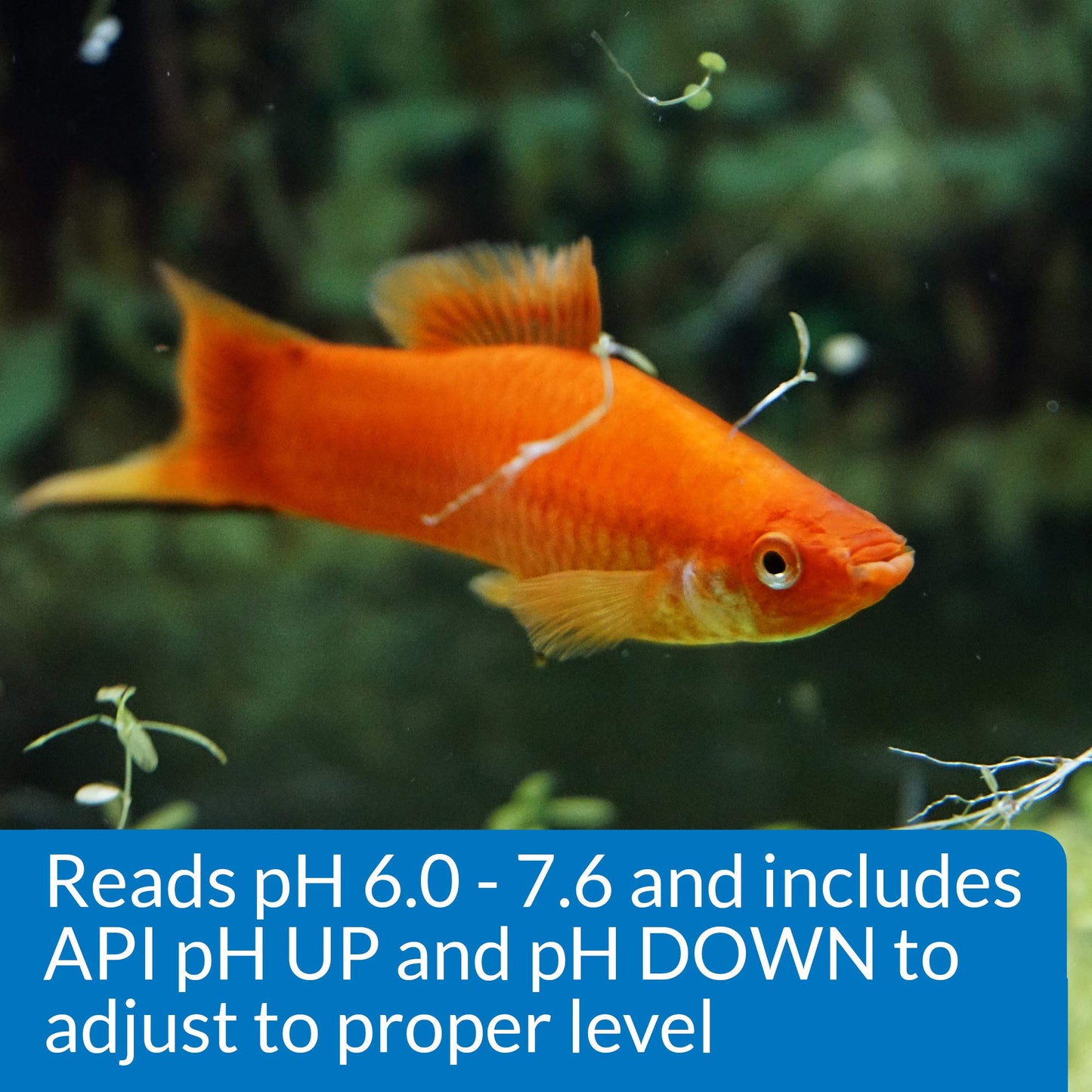 Your one-stop shop for diverse, top-quality aquarium supplies and accessories