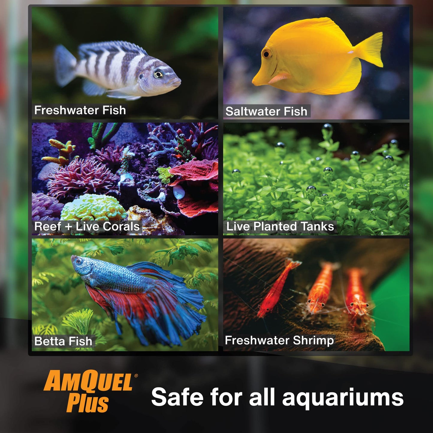 Your one-stop shop for diverse, top-quality aquarium supplies and accessories