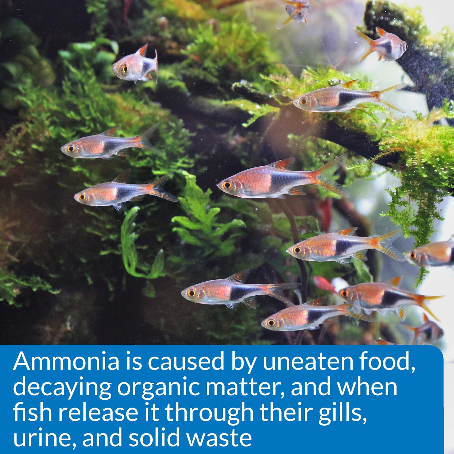 Your one-stop shop for diverse, top-quality aquarium supplies and accessories