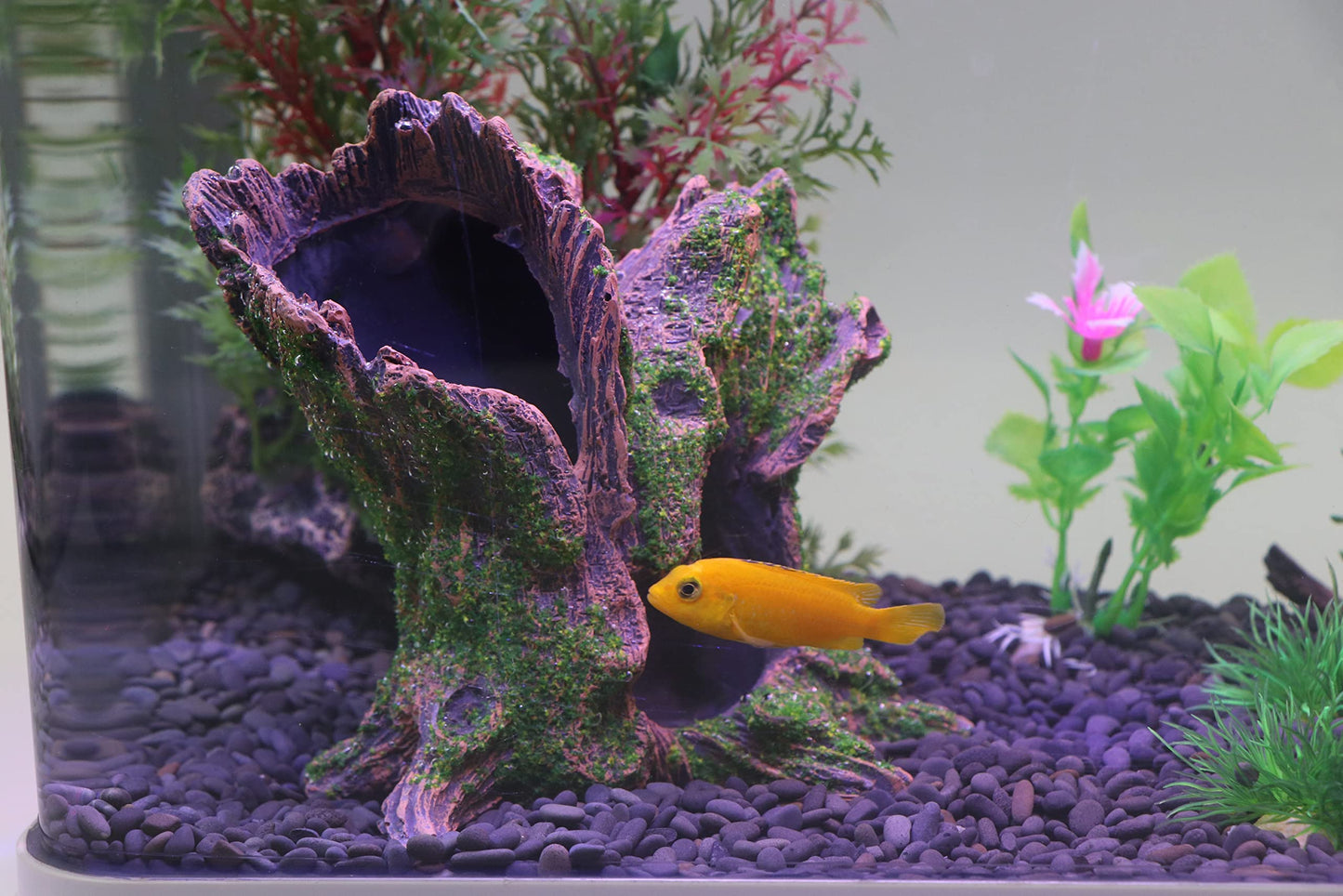 Your one-stop shop for diverse, top-quality aquarium supplies and accessories