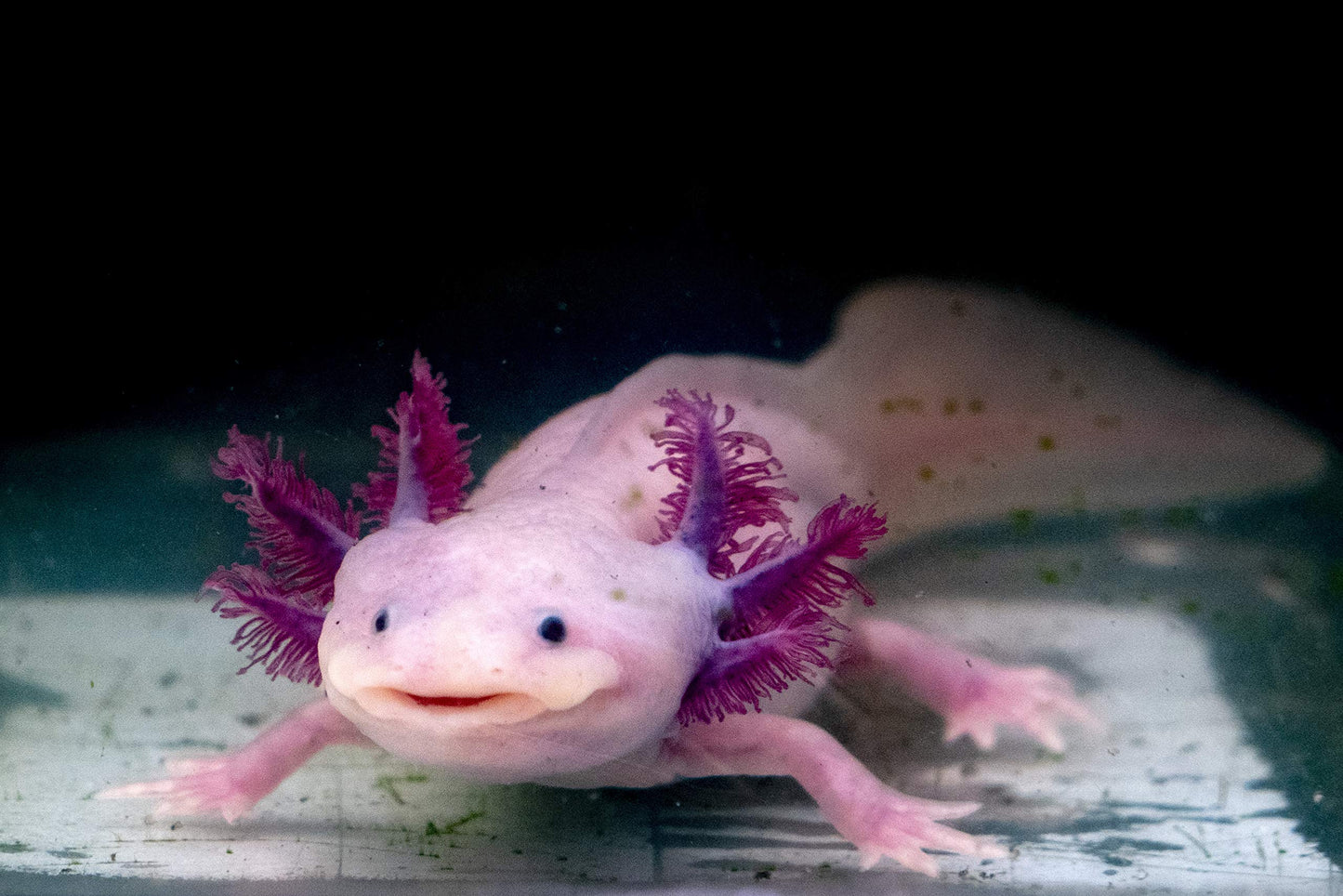Your one-stop shop for diverse, top-quality aquarium supplies and accessories