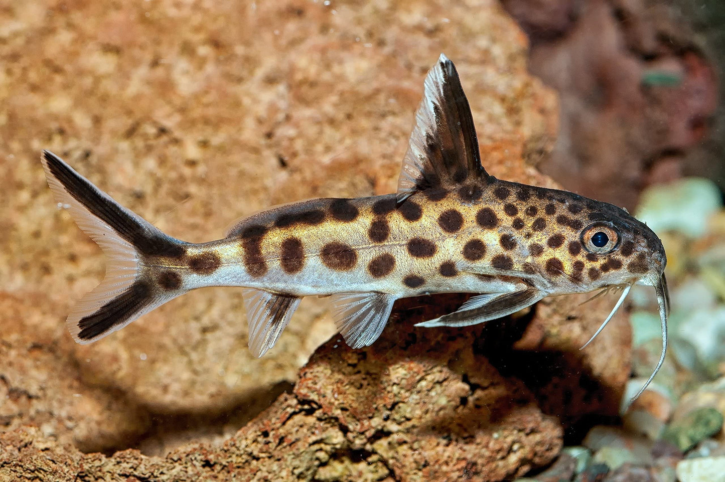 Your one-stop shop for diverse, top-quality aquarium supplies and accessories