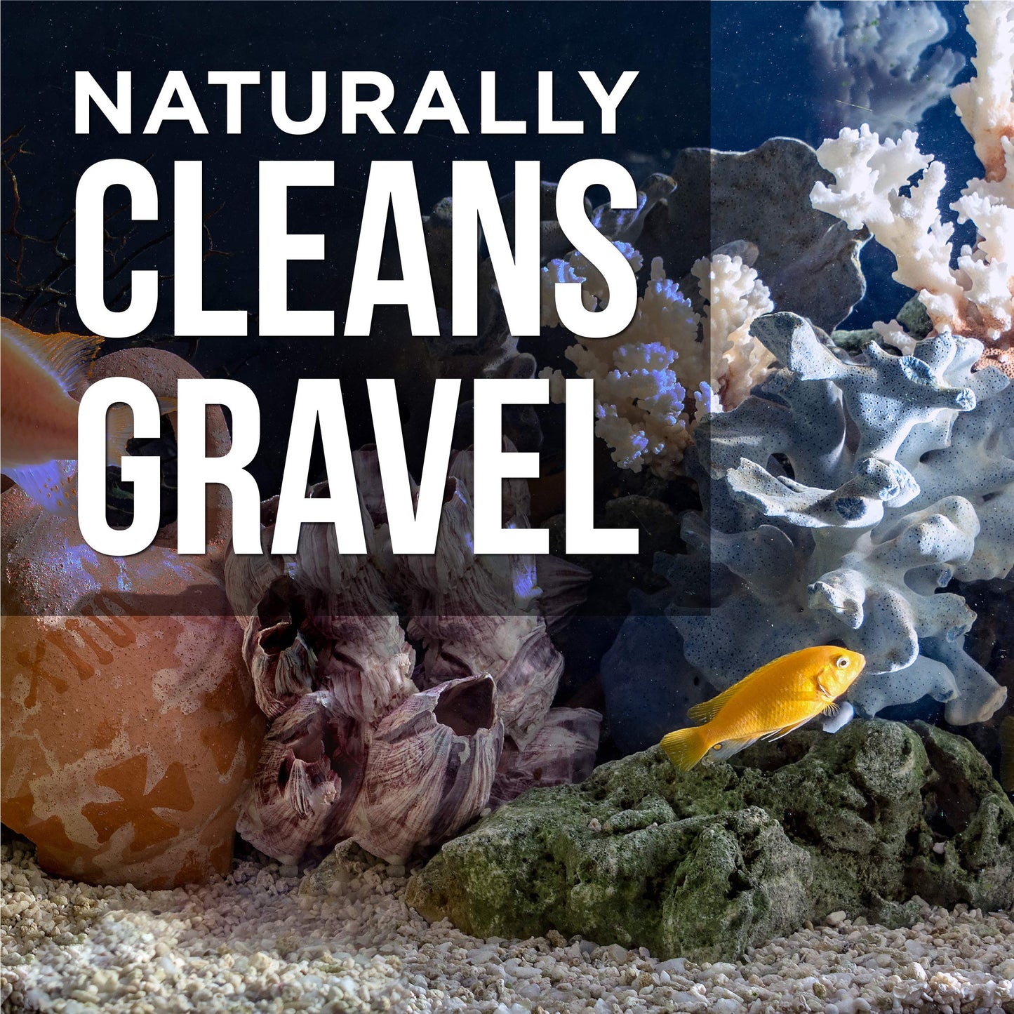 Your one-stop shop for diverse, top-quality aquarium supplies and accessories