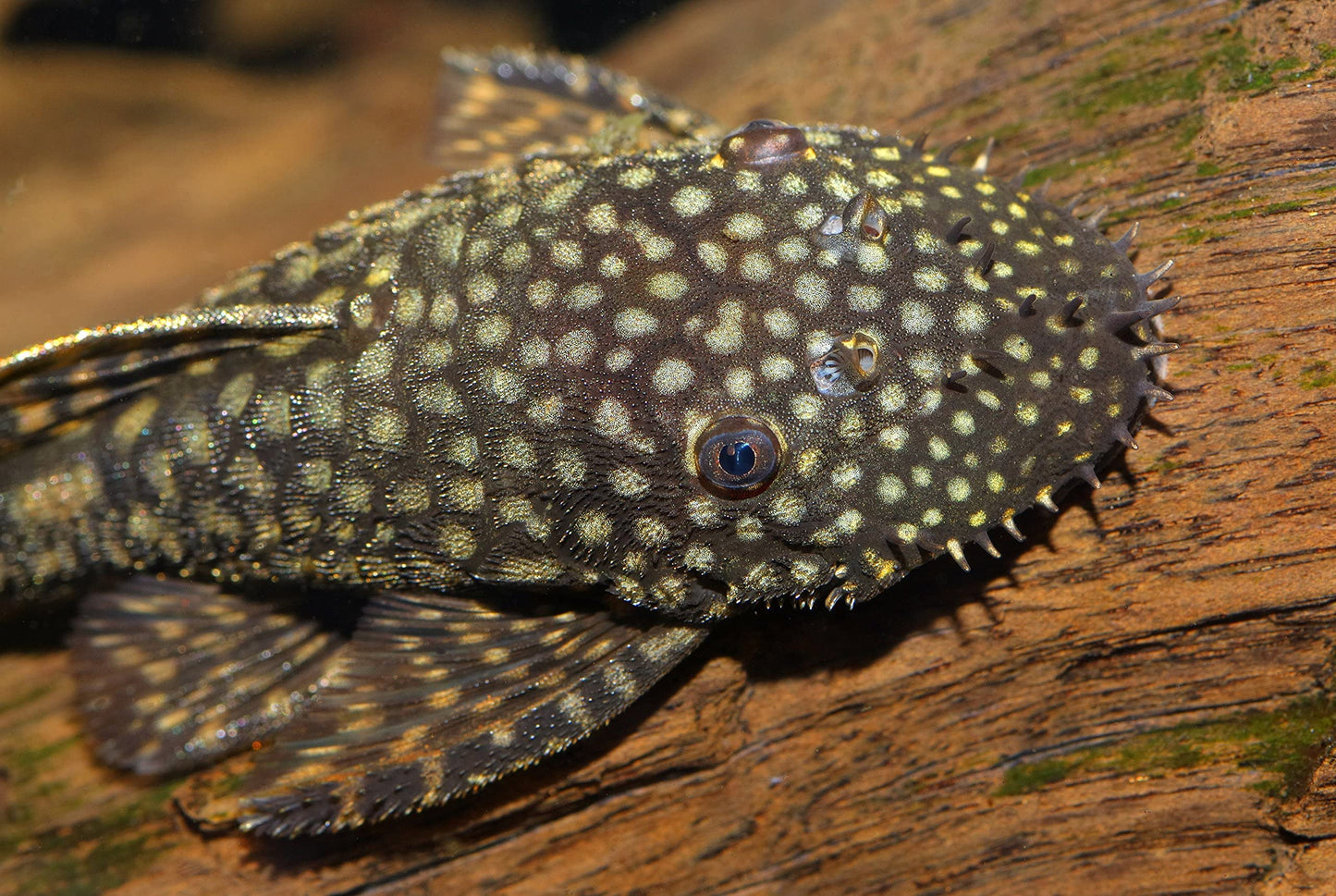 Your one-stop shop for diverse, top-quality aquarium supplies and accessories
