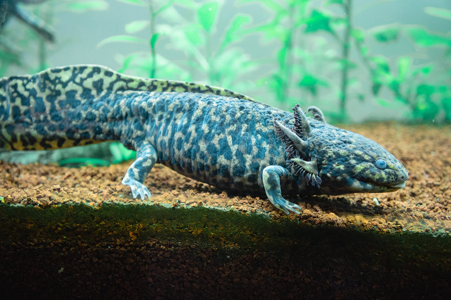 Your one-stop shop for diverse, top-quality aquarium supplies and accessories