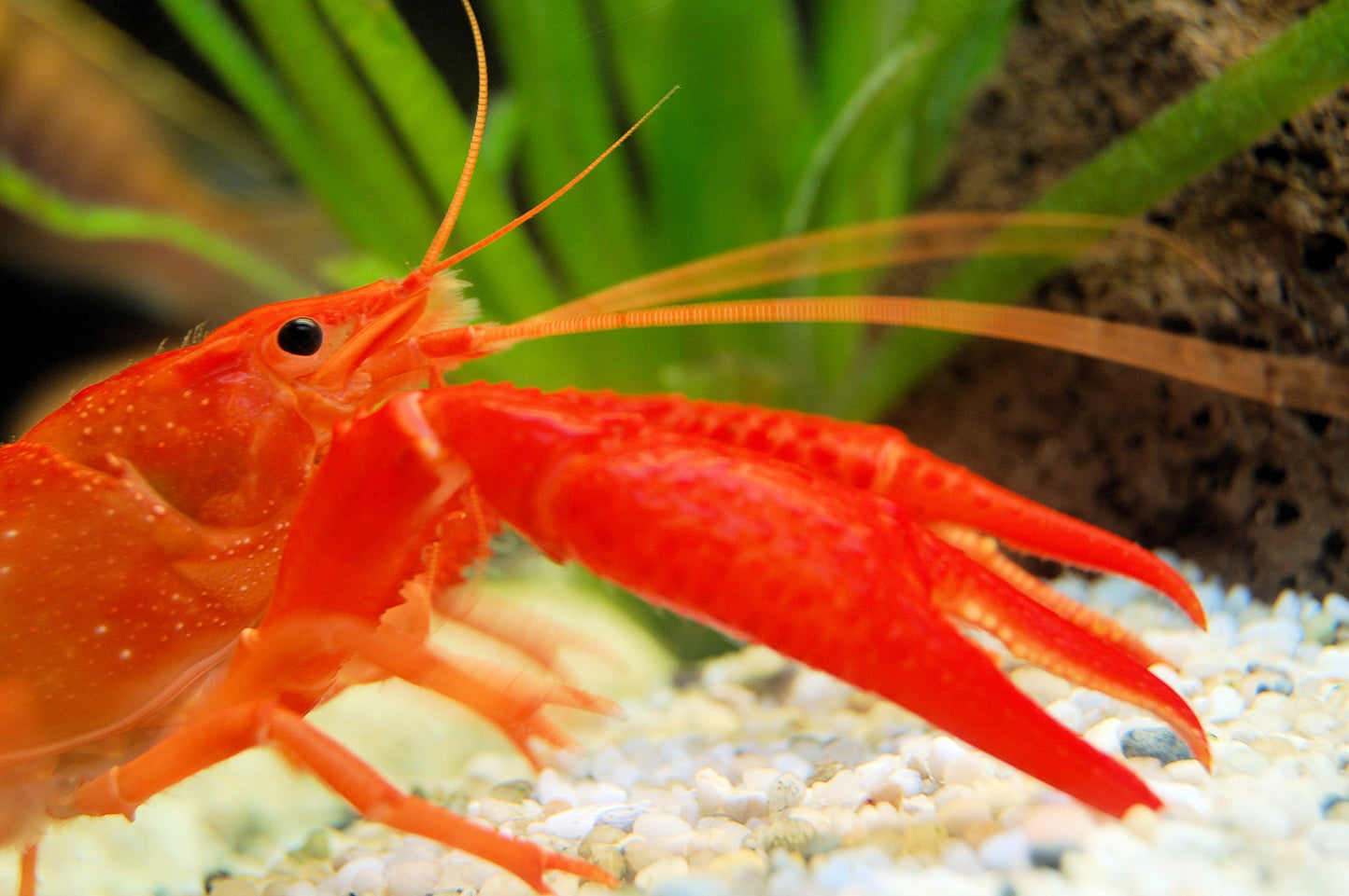 Your one-stop shop for diverse, top-quality aquarium supplies and accessories