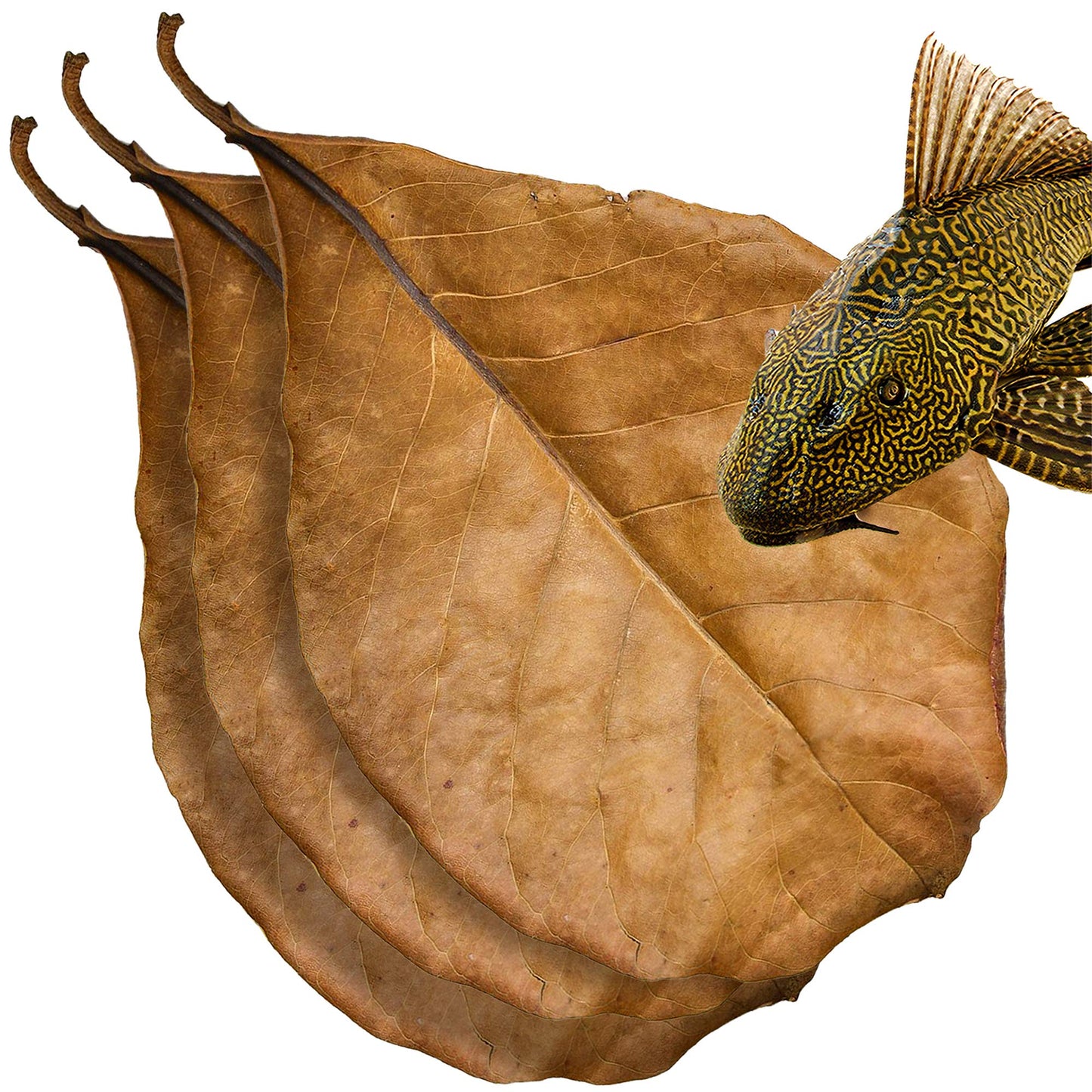 Your one-stop shop for diverse, top-quality aquarium supplies and accessories
