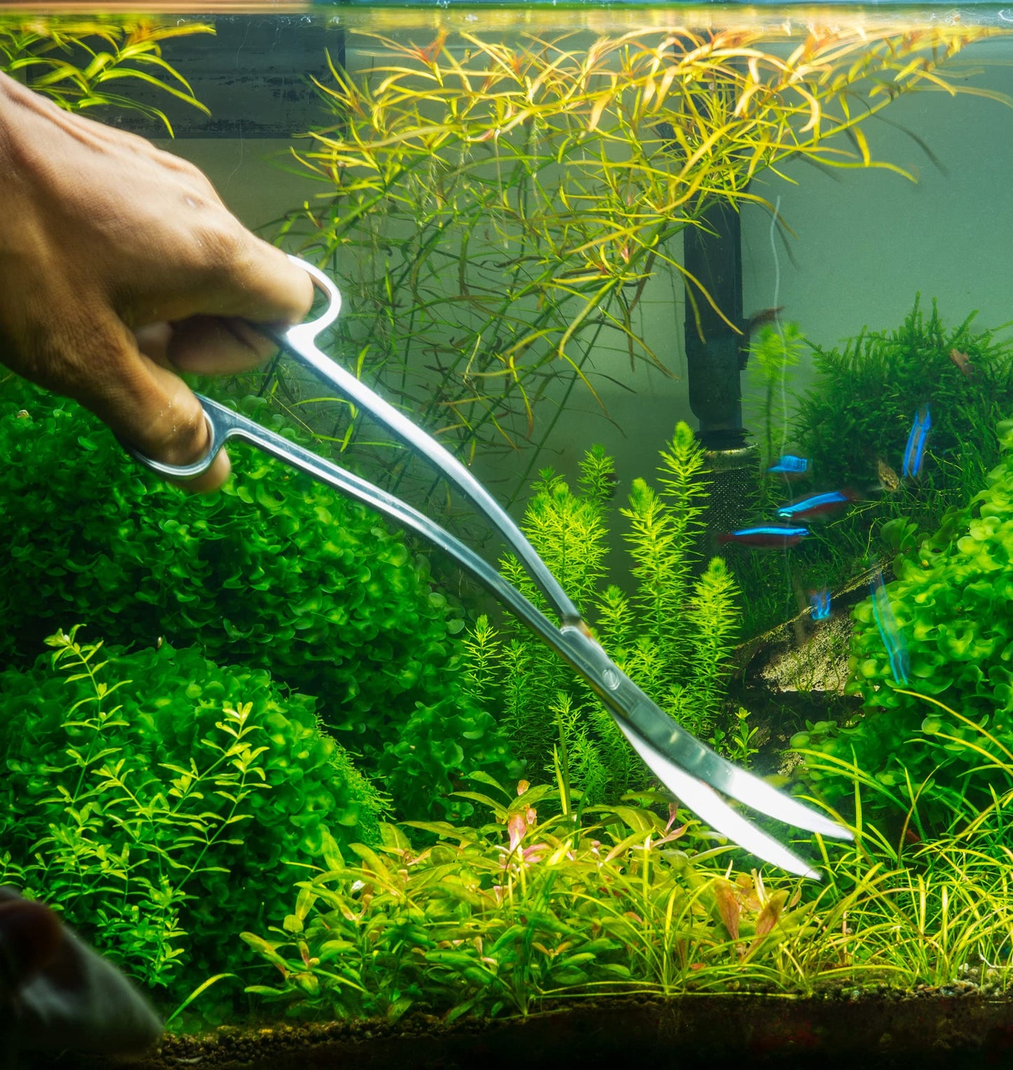 Your one-stop shop for diverse, top-quality aquarium supplies and accessories