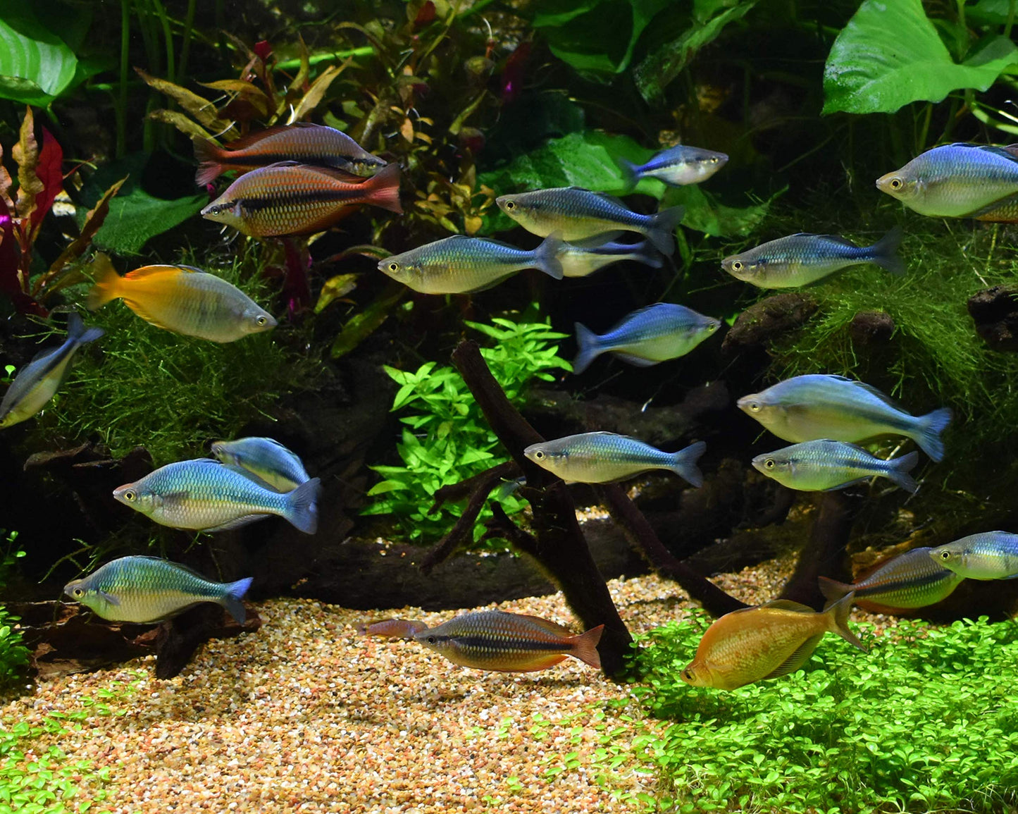 Your one-stop shop for diverse, top-quality aquarium supplies and accessories