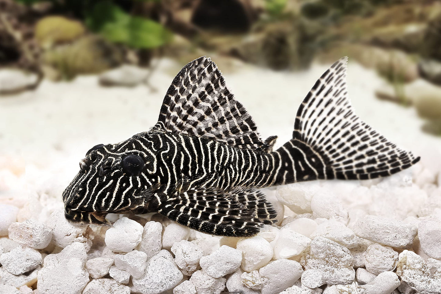 Your one-stop shop for diverse, top-quality aquarium supplies and accessories