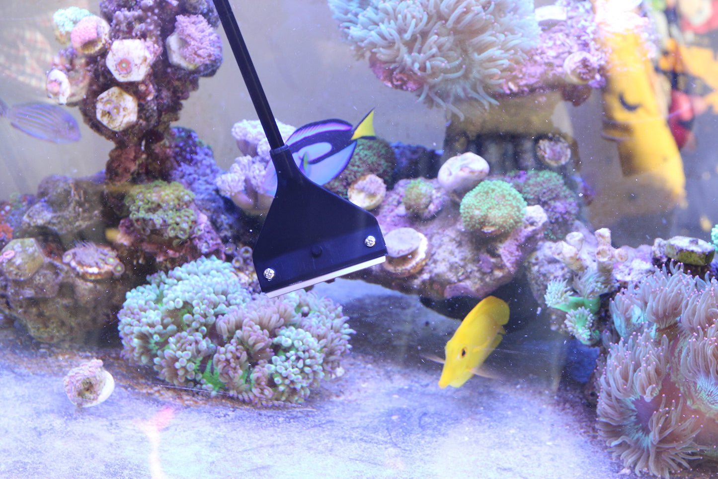 Your one-stop shop for diverse, top-quality aquarium supplies and accessories