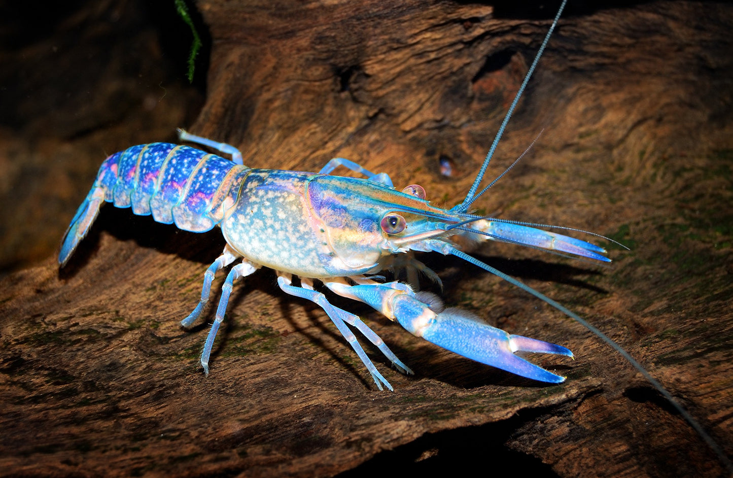 Your one-stop shop for diverse, top-quality aquarium supplies and accessories