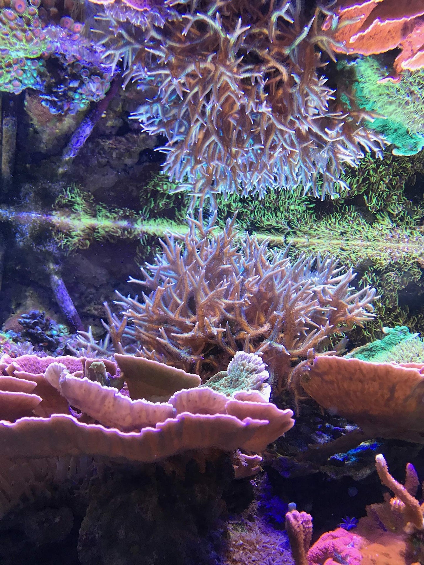 Your one-stop shop for diverse, top-quality aquarium supplies and accessories