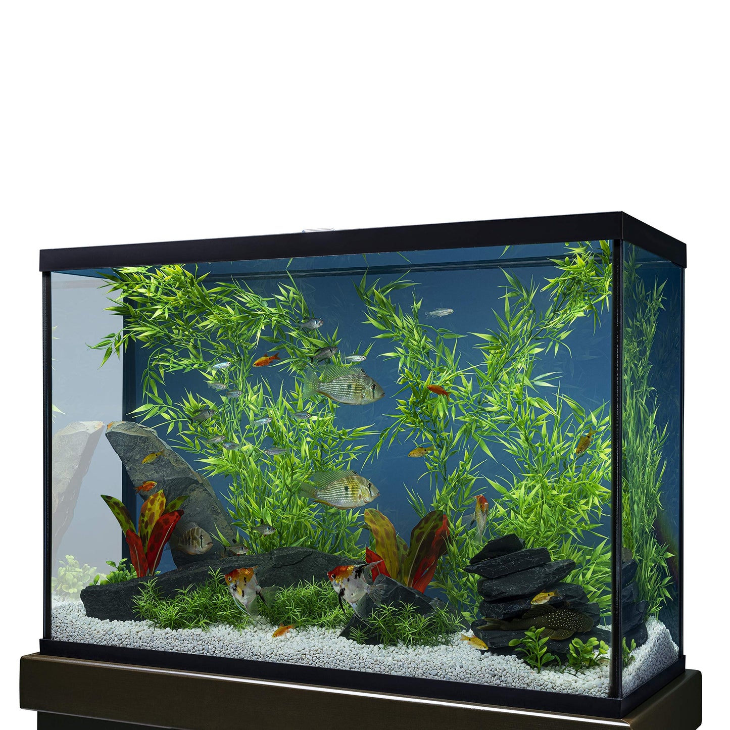 Your one-stop shop for diverse, top-quality aquarium supplies and accessories