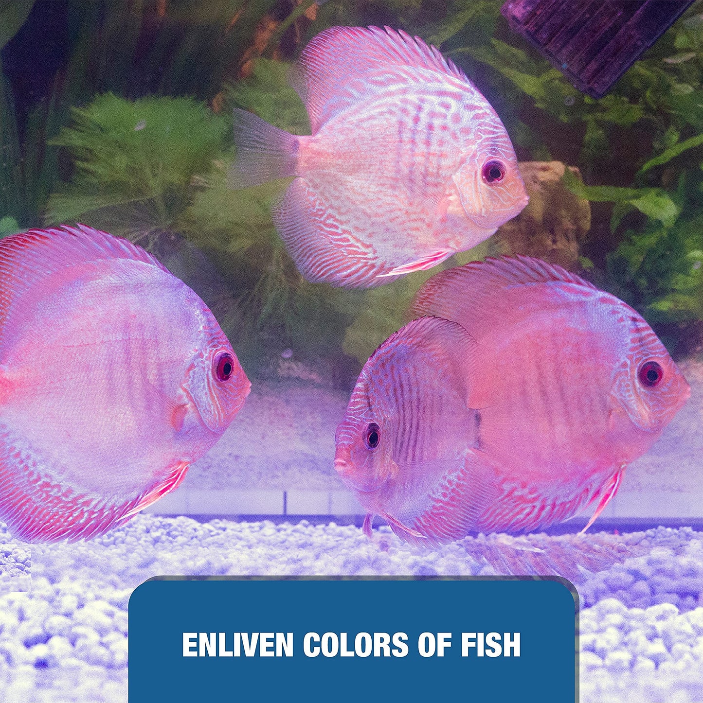 Your one-stop shop for diverse, top-quality aquarium supplies and accessories