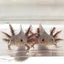 Your one-stop shop for diverse, top-quality aquarium supplies and accessories