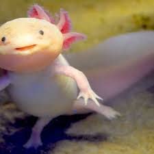 Your one-stop shop for diverse, top-quality aquarium supplies and accessories