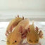 Your one-stop shop for diverse, top-quality aquarium supplies and accessories