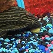 Your one-stop shop for diverse, top-quality aquarium supplies and accessories