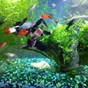 Your one-stop shop for diverse, top-quality aquarium supplies and accessories